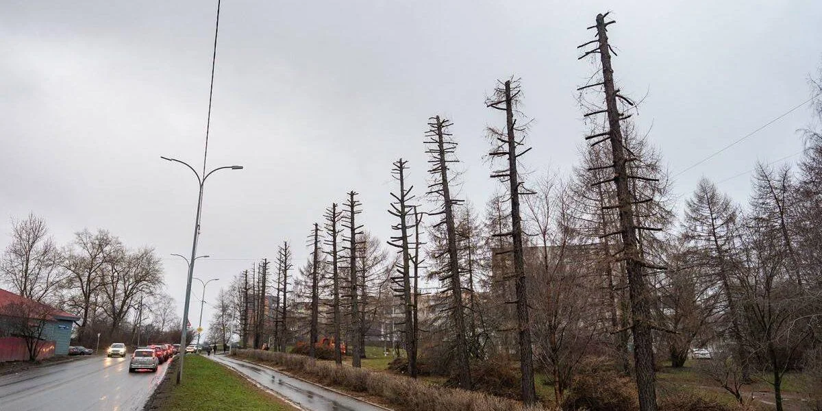 Жители Петрозаводска раскритиковали обрезку деревьев